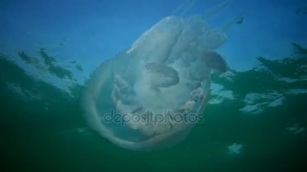 Пульмовая ризостома, плавающая в толще воды. Сцифомедузы в семействе Rhizostomatidae — стоковое видео