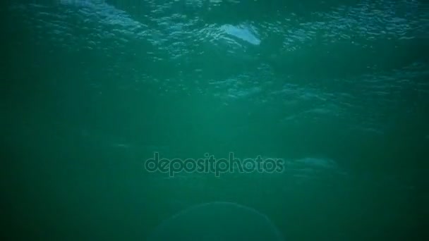 Aurelia aurita (also called the moon jelly, moon jellyfish — Stock Video