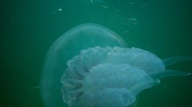 Rhizostoma pulmo, su sütunu içinde yüzen