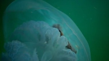 Rhizostoma pulmo, su sütunu içinde yüzen