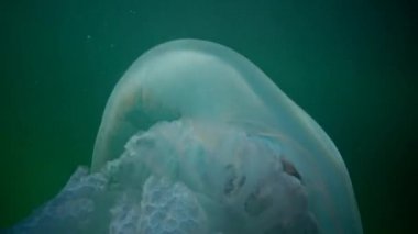 Rhizostoma pulmo, su sütunu içinde yüzen