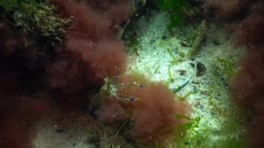 Yemek, karides (Palaemon elegans) orta atış.