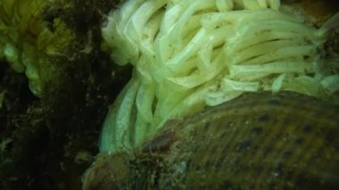 Yırtıcı yumuşakça Rapana venosa, Karadeniz'de istilacı koza