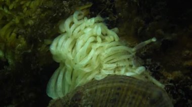 Yırtıcı yumuşakça Rapana venosa, Karadeniz'de istilacı koza