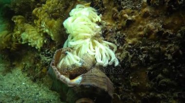 Yırtıcı yumuşakça Rapana venosa, Karadeniz'de istilacı koza