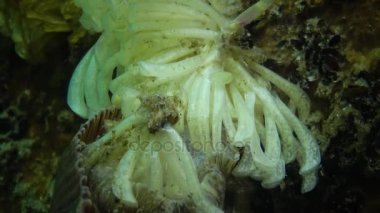 Yırtıcı yumuşakça Rapana venosa, Karadeniz'de istilacı koza