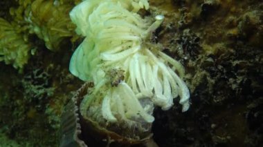 Yırtıcı yumuşakça Rapana venosa, Karadeniz'de istilacı koza