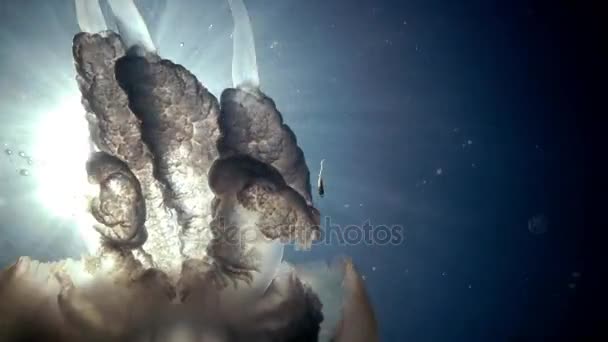 Rhizostoma 仏母、水の列に浮かんでいます。家族 Rhizostomatidae の測定 — ストック動画