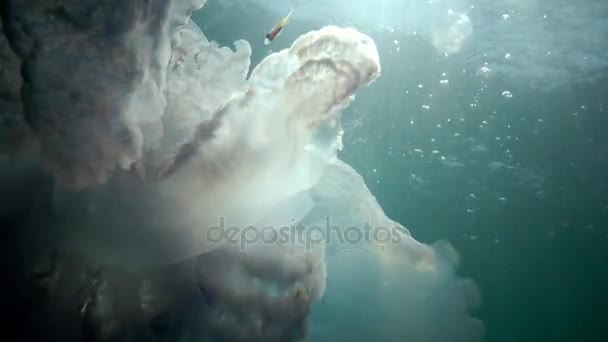 Rhizostoma pulmo, floating in the water column — Stock Video