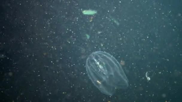Ctenophores, Karadeniz, denizanası Mnemiopsis leidy tarak istilacı. Ukrayna, Karadeniz'in kuzey kesiminde — Stok video