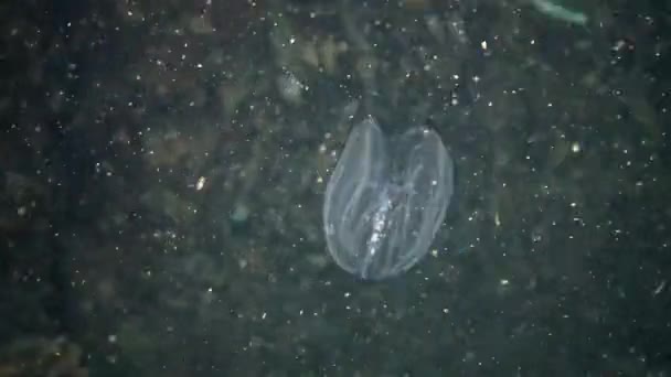 Ctenophores, comb invader to the Black Sea, jellyfish Mnemiopsis leidy. Ukraine, the northern part of the Black Sea — Stock Video