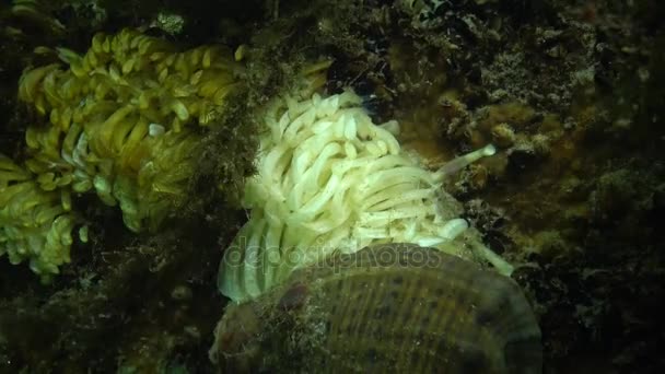 Cocons van de roofzuchtige weekdier Rapana venosa, de bezetter in de Zwarte Zee — Stockvideo