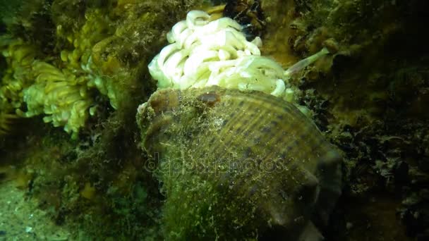 Cocoons of the predatory mollusk Rapana venosa, the invader in the Black Sea — Stock Video