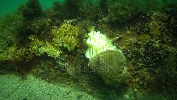 Cocoons of the predatory mollusk Rapana venosa, the invader in the Black Sea — Stock Video