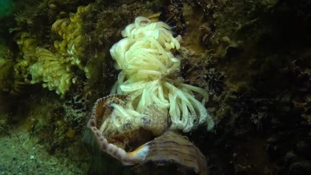 Capullos del molusco depredador Rapana venosa, el invasor en el Mar Negro — Vídeo de stock