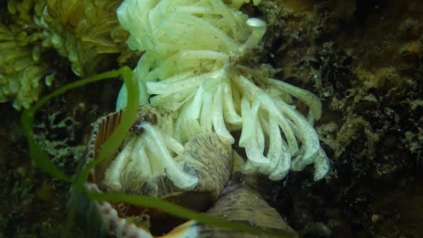 Коконы хищного моллюска Rapana venosa, захватчика в Черном море — стоковое видео