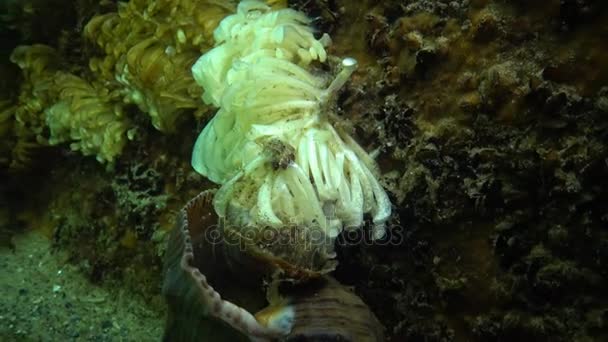 Cocons du mollusque prédateur Rapana venosa, l'envahisseur de la mer Noire — Video