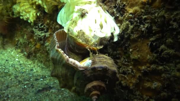 Bozzoli del mollusco predatore Rapana venosa, l'invasore nel Mar Nero — Video Stock