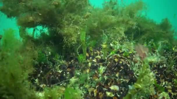 Зеленые и красные водоросли, растущие на камнях на мелких глубинах — стоковое видео
