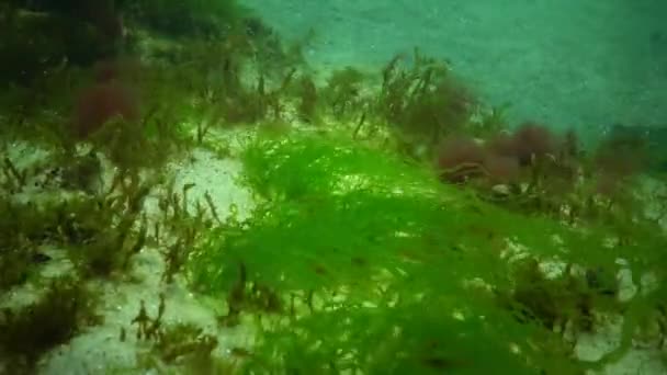 Algas verdes y rojas que crecen en piedras a poca profundidad — Vídeos de Stock
