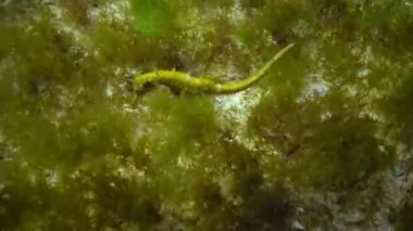 Kısa burunlu deniz atı (Hippocampus hippocampus)