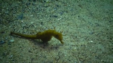 Kısa burunlu deniz atı (Hippocampus hippocampus)