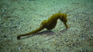 Kısa burunlu deniz atı (Hippocampus hippocampus)
