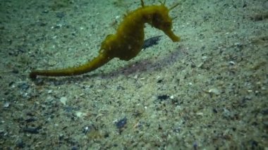 Kısa burunlu deniz atı (Hippocampus hippocampus)