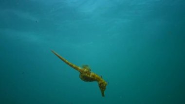 Kısa burunlu deniz atı (Hippocampus hippocampus)