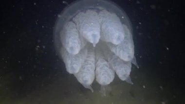 Rhizostoma pulmo, su sütunu içinde yüzer. Bir scyphomedusa Rhizostomatidae ailede 