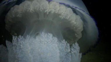 Rhizostoma pulmo, su sütunu içinde yüzer. Bir scyphomedusa Rhizostomatidae ailede 