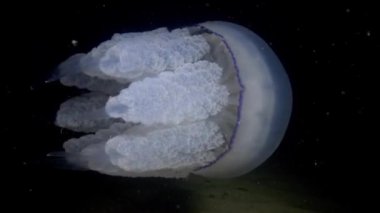 Rhizostoma pulmo, su sütunu içinde yüzer. Bir scyphomedusa Rhizostomatidae ailede 
