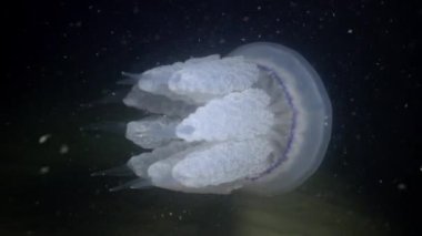 Rhizostoma pulmo, su sütunu içinde yüzer. Bir scyphomedusa Rhizostomatidae ailede 