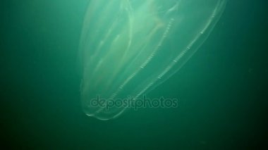 Ctenophores, Karadeniz, denizanası Mnemiopsis leidy tarak istilacı. Ukrayna, Karadeniz'in kuzey kesiminde