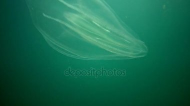 Ctenophores, Karadeniz, denizanası Mnemiopsis leidy tarak istilacı. Ukrayna, Karadeniz'in kuzey kesiminde