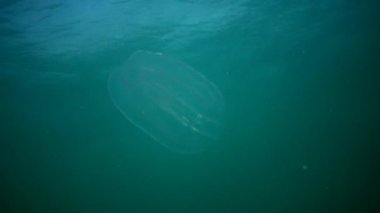 Ctenophores, Karadeniz, denizanası Mnemiopsis leidy tarak istilacı. Ukrayna, Karadeniz'in kuzey kesiminde