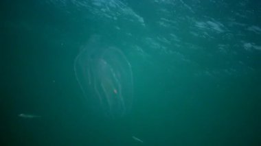 Ctenophores, Karadeniz, denizanası Mnemiopsis leidy tarak istilacı. Ukrayna, Karadeniz'in kuzey kesiminde