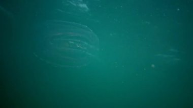 Ctenophores, Karadeniz, denizanası Mnemiopsis leidy tarak istilacı. Ukrayna, Karadeniz'in kuzey kesiminde