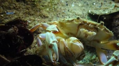 Erkek ve kadın Yüzme Yengeç (Macropipus holsatus) üreme önce