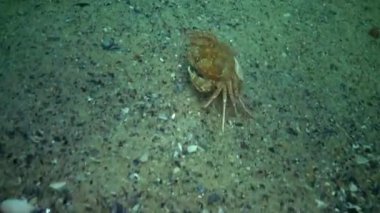 Yüzme Yengeç (Macropipus holsatus), kadın