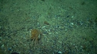 Yüzme Yengeç (Macropipus holsatus), kadın