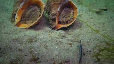 Shelly toprak üzerinde sürünerek deniz invaziv türleri damarlı salyangozu (Rapana venosa) yakın çekim. Yan görünümü. Karadeniz. Ukrayna.