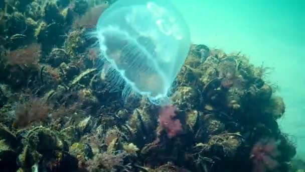 Aurelia aurita (también llamada jalea lunar, medusa lunar) — Vídeo de stock