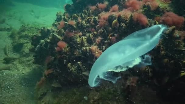 Aurelia aurita (also called the moon jelly, moon jellyfish — Stock Video