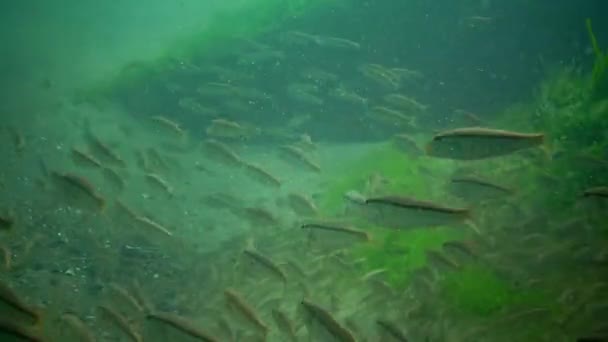 Salmonete rojo (Mullus barbatus ponticus): manada de peces que se alimentan del fondo arenoso — Vídeos de Stock