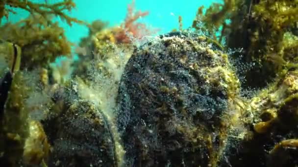 Hydroid polyps in the mussel — Stock Video