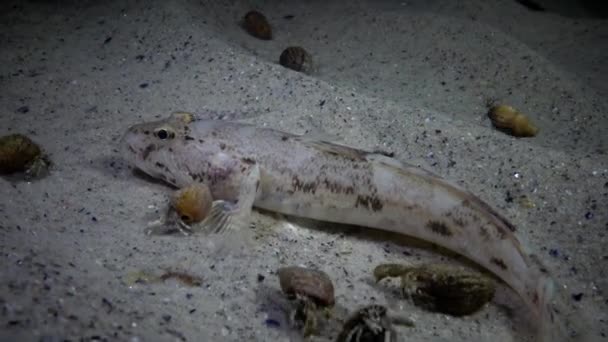 Морская рыба Knout goby (Mesogobius batrachocephalus ) — стоковое видео