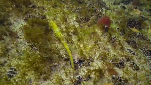 Short-snouted seahorse (Hippocampus hippocampus) — Stock Video