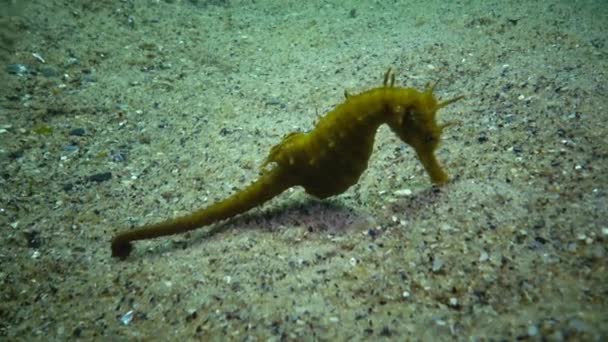 Short-snouted seahorse (Hippocampus hippocampus) — Stock Video