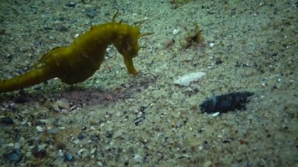 Cavalo-marinho de focinho curto (Hippocampus hippocampus ) — Vídeo de Stock